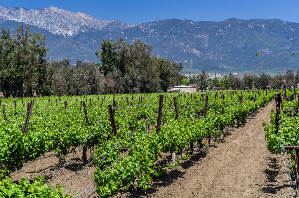 Tolosa Winery: My Latest Discovery