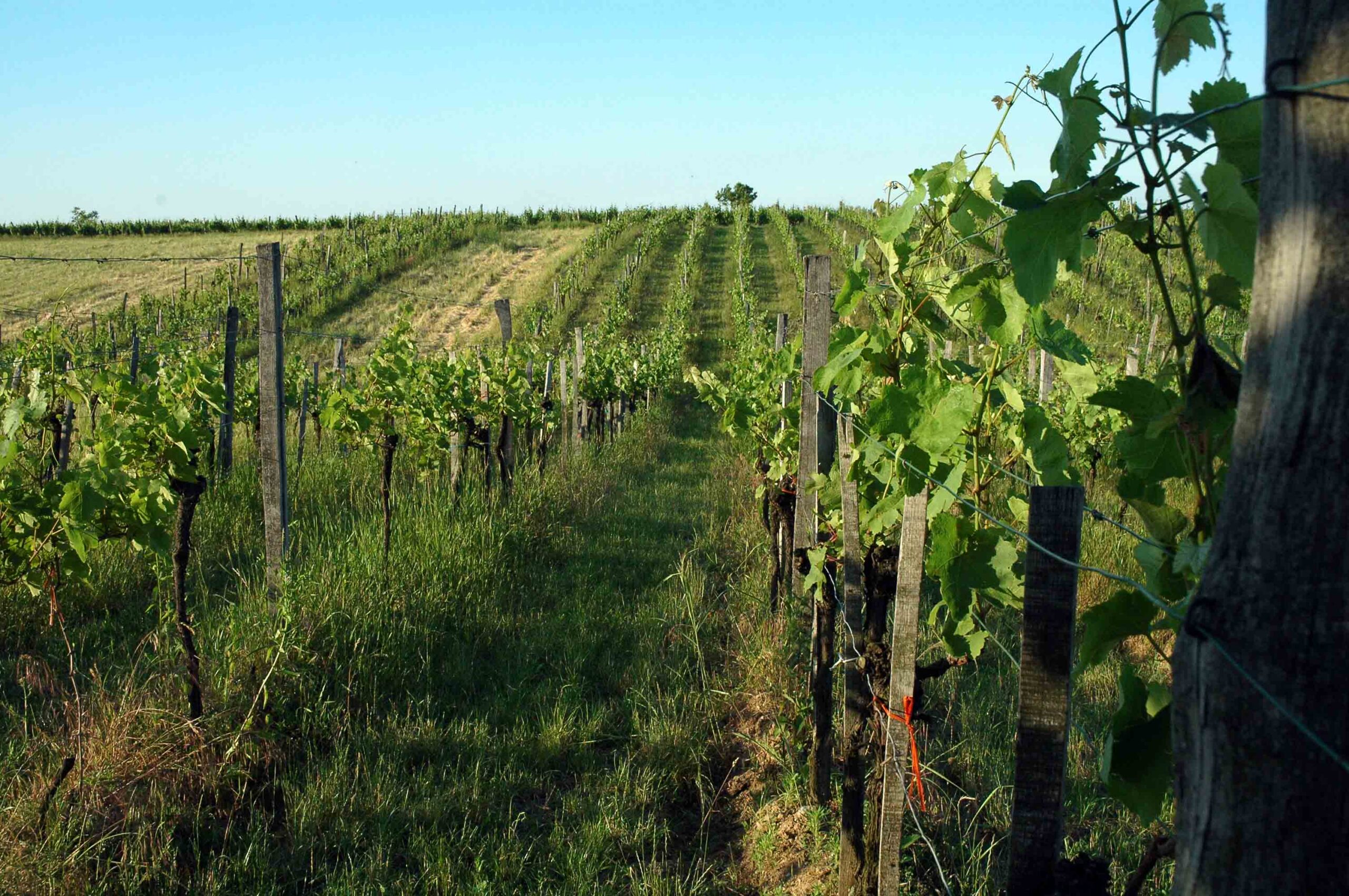 Four Twenty Five’s wine list is better than most
